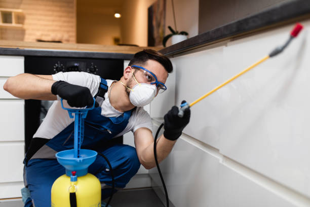 Best Insect Control  in Elmendorf, TX