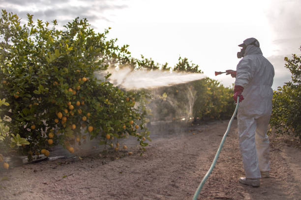 Best Affordable Pest Control Services  in Elmendorf, TX