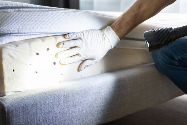 Best Local Pest Control Services  in Elmendorf, TX